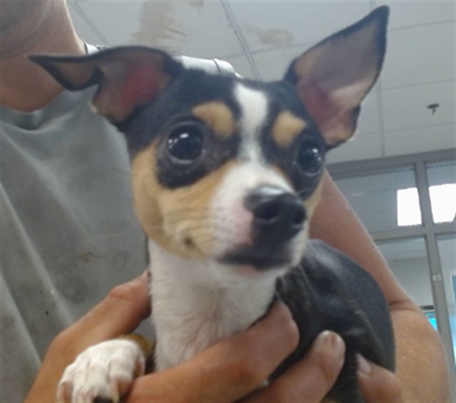 Shelter Stray Female Dog last seen NW 63RD & MERIDIAN, 2811 SE 29th St, Oklahoma City, OK 73129, USA