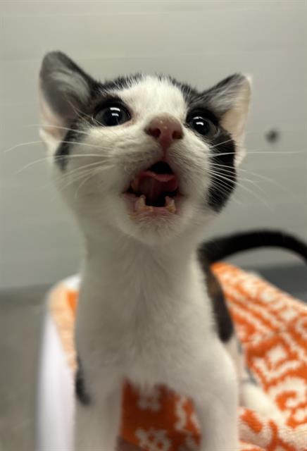 Shelter Stray Male Cat last seen Near , 2600 S Harding St, Indianapolis, IN 46221, USA