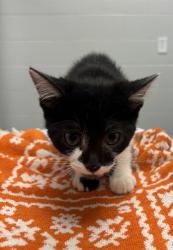 Shelter Stray Male Cat last seen Near , 2600 S Harding St, Indianapolis, IN 46221, USA