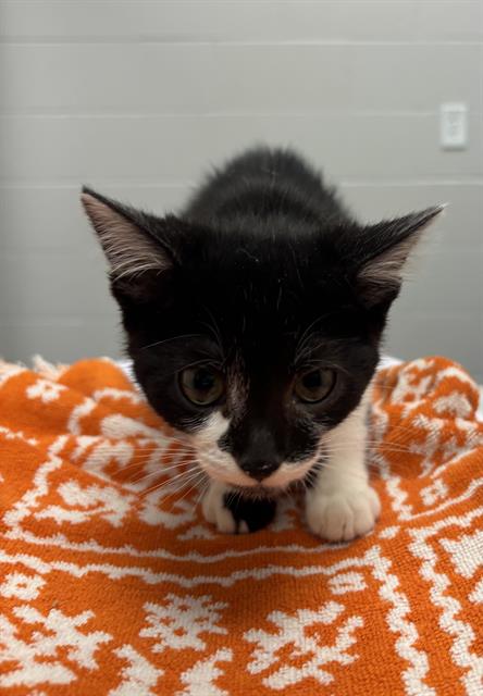 Shelter Stray Male Cat last seen Near , 2600 S Harding St, Indianapolis, IN 46221, USA