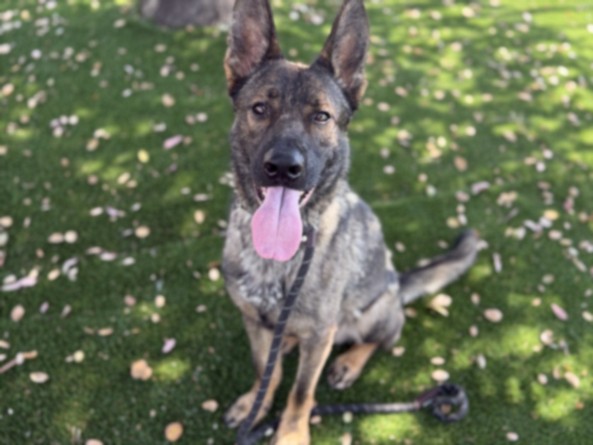 Shelter Stray Male Dog last seen , 3201 Lacy St, Los Angeles, CA 90031, USA