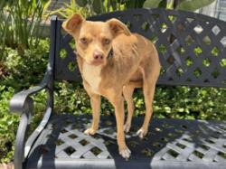 Shelter Stray Female Dog last seen , 957 N Gaffey St, San Pedro, CA 90731, USA