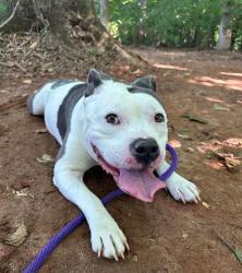 Shelter Stray Female Dog last seen PINEVILLE, 8315 Byrum Dr, Charlotte, NC 28217, USA