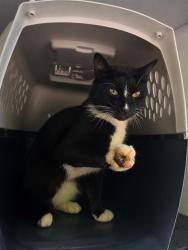 Shelter Stray Male Cat last seen CHARLOTTE, 8315 Byrum Dr, Charlotte, NC 28217, USA