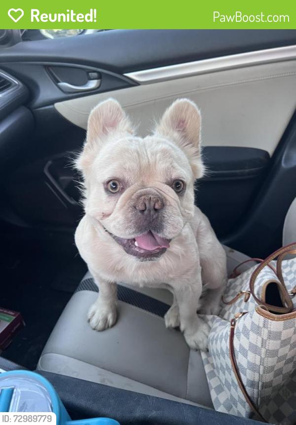 Reunited Male Dog last seen 13th Avenue and union hills , Phoenix, AZ 85027