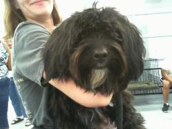 Shelter Stray Female Dog last seen CHARLOTTE, 8315 Byrum Dr, Charlotte, NC 28217, USA