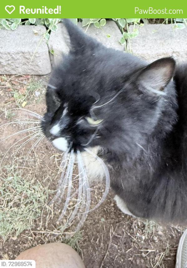 Reunited Unknown Cat last seen Val vista and Warner rd, Gilbert, AZ 85296