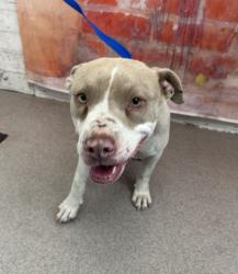 Shelter Stray Female Dog last seen Near BLOCK S WATERMAN, 333 Chandler Pl, San Bernardino, CA 92408, USA