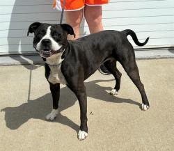 Shelter Stray Female Dog last seen Near BLOCK FERN VALLEY ROAD, 3528 Newburg Rd, Louisville, KY 40218, USA