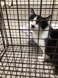 Shelter Stray Unknown Cat last seen Near BLOCK E 120TH AVE, 12155 Park Blvd, Brighton, CO 80601, USA