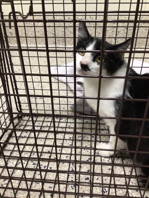 Shelter Stray Unknown Cat last seen Near BLOCK E 120TH AVE, 12155 Park Blvd, Brighton, CO 80601, USA