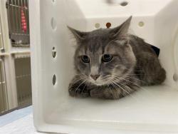 Shelter Stray Male Cat last seen Near BLOCK W LAPHAM ST, 3839 W Burnham St, West Milwaukee, WI 53215, USA