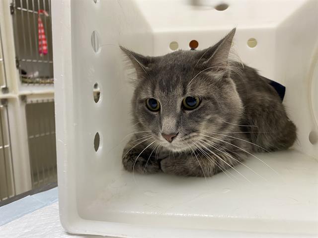 Shelter Stray Male Cat last seen Near BLOCK W LAPHAM ST, 3839 W Burnham St, West Milwaukee, WI 53215, USA