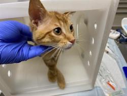 Shelter Stray Male Cat last seen Near BLOCK W BRADLEY RD, 3839 W Burnham St, West Milwaukee, WI 53215, USA