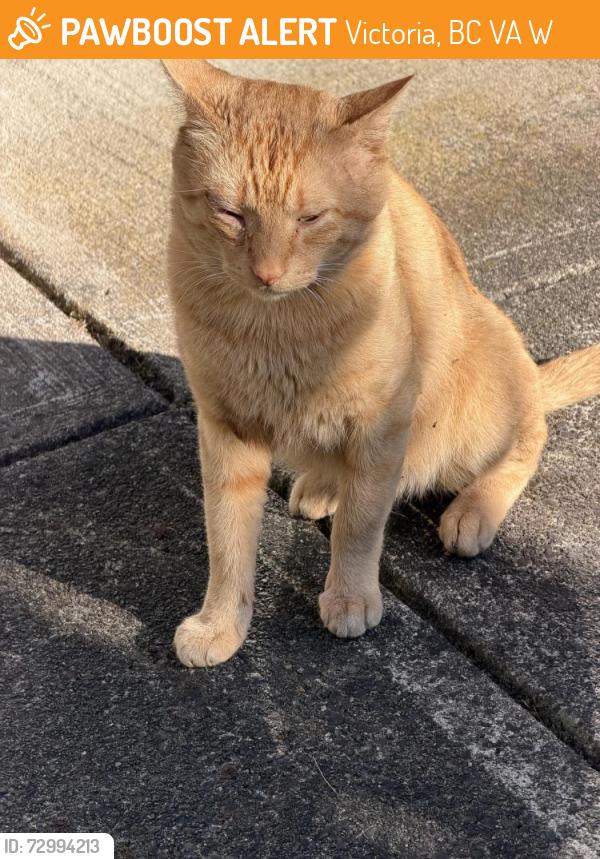Found/Stray Male Cat last seen woodway, Victoria, BC V9A 4W4