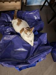 Reunited Male Cat last seen Banyon Creek Elementary School, Delray Beach, FL 33445