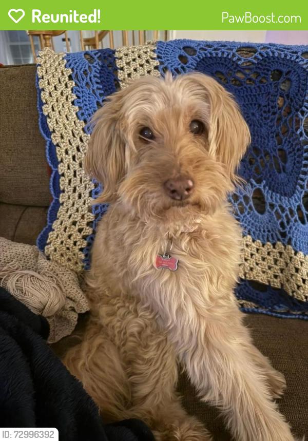 Reunited Female Dog last seen Peach Leaf Place and Whisper Willow, Fairfax, VA 22030