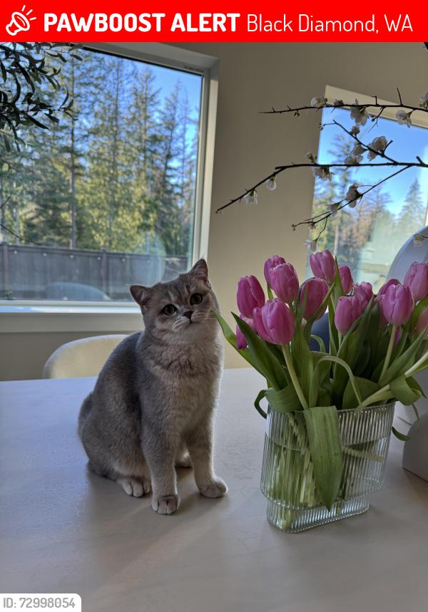 Lost Female Cat last seen Ten trails neighborhood , Black Diamond, WA 98010
