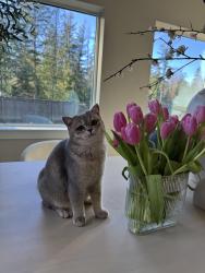 Lost Female Cat last seen Ten trails neighborhood , Black Diamond, WA 98010