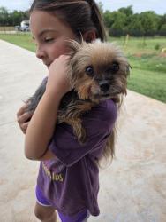 Reunited Female Dog last seen Huntington and Livingston , Edmond, OK 73034