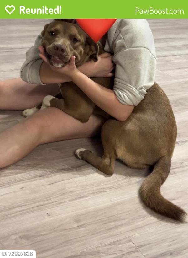 Reunited Female Dog last seen Near N 8th St, Noble, OK 73068, USA, Noble, OK 73068
