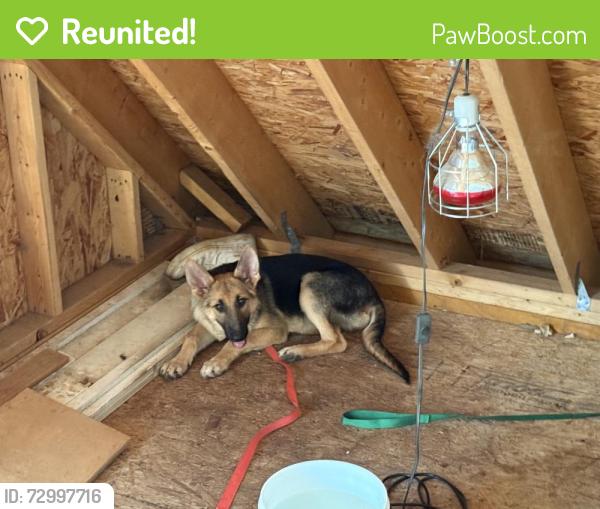 Reunited Female Dog last seen Hwy nc 210 and deer run ct Angier nc, Angier, NC 27501