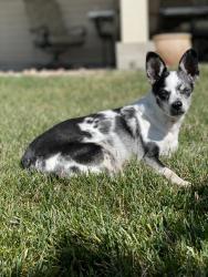 Lost Female Dog last seen S County Rd 21 / Windrift Lane, Berthoud, CO 80513