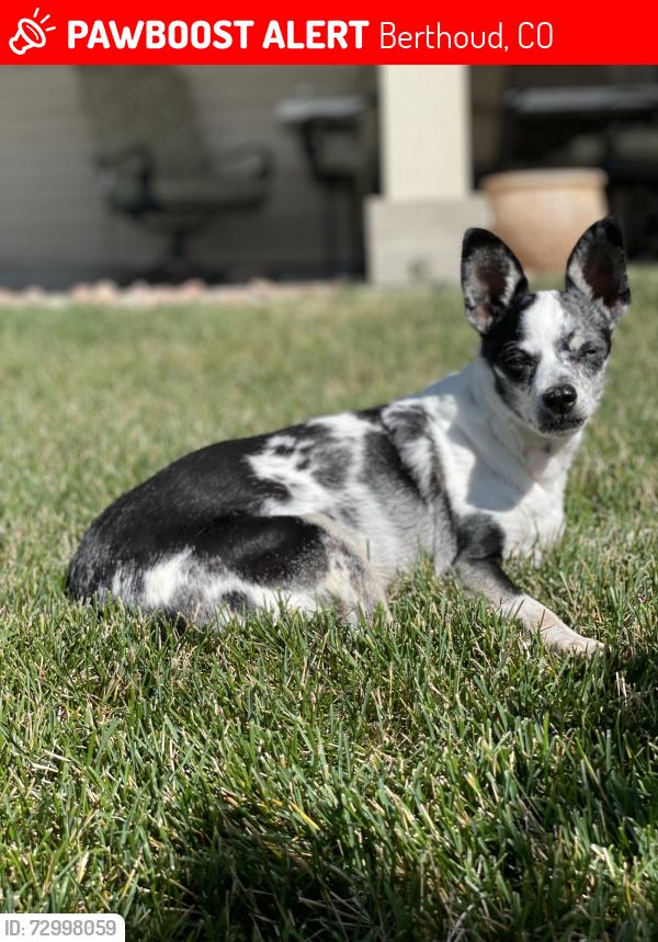 Lost Female Dog last seen S County Rd 21 / Windrift Lane, Berthoud, CO 80513