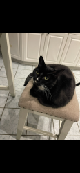 Lost Female Cat last seen Library and police station , Danvers, MA 01923