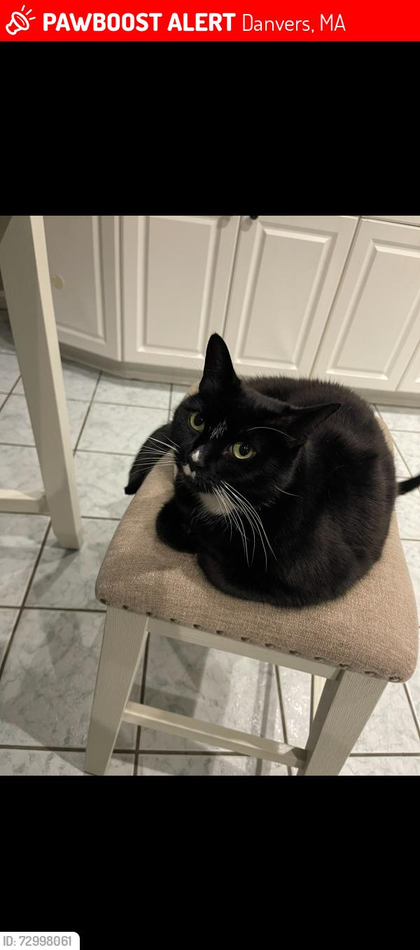 Lost Female Cat last seen Library and police station , Danvers, MA 01923
