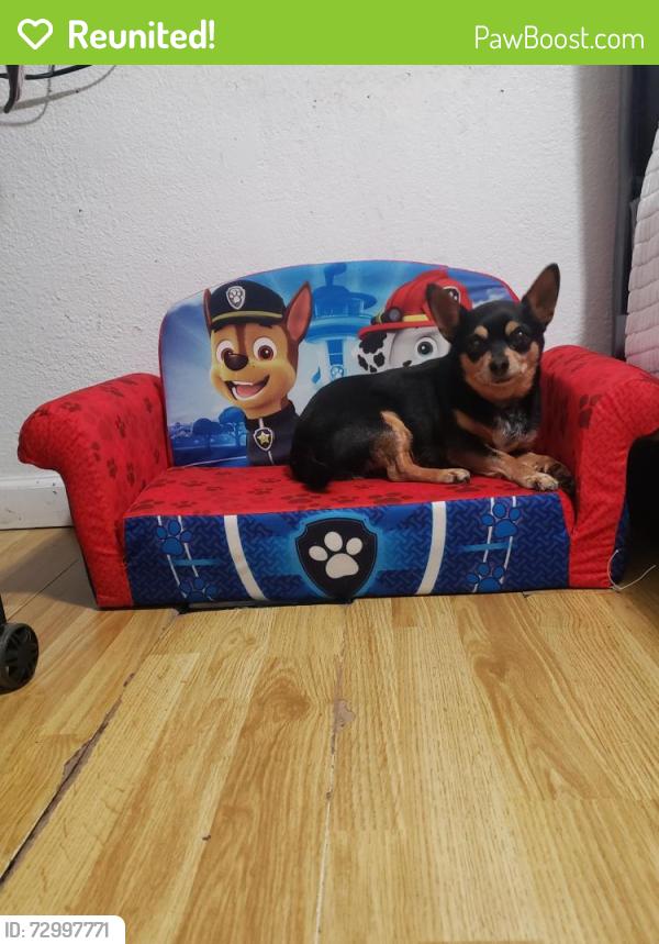 Reunited Male Dog last seen Alcott Elementary, Pomona, CA 91766