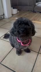 Found/Stray Male Dog last seen Venice blvd / Crenshaw blvd , Los Angeles, CA 90019