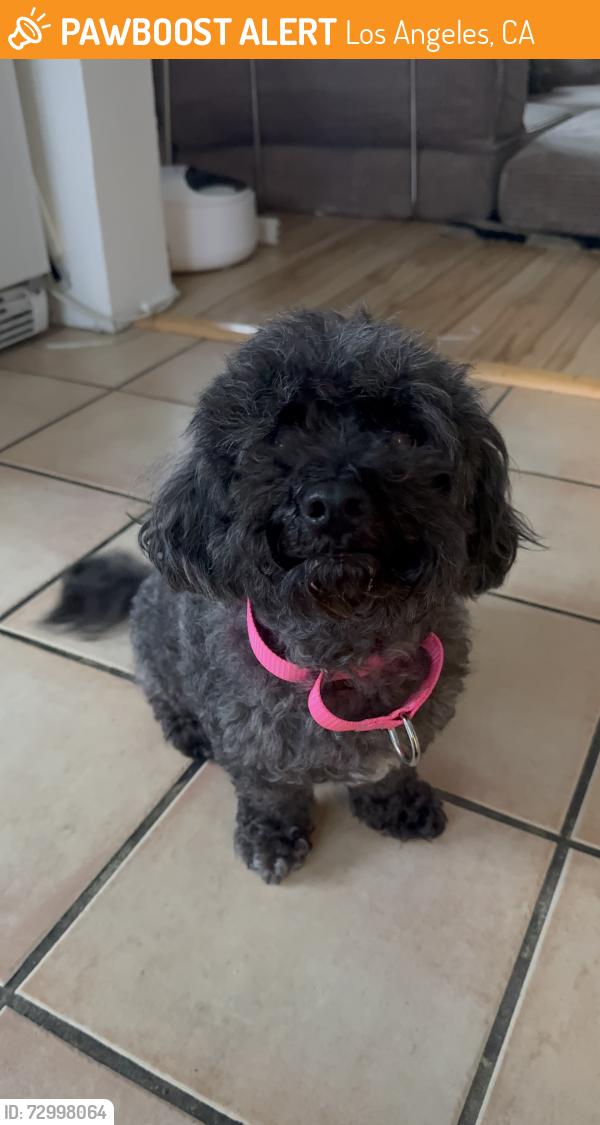 Found/Stray Male Dog last seen Venice blvd / Crenshaw blvd , Los Angeles, CA 90019