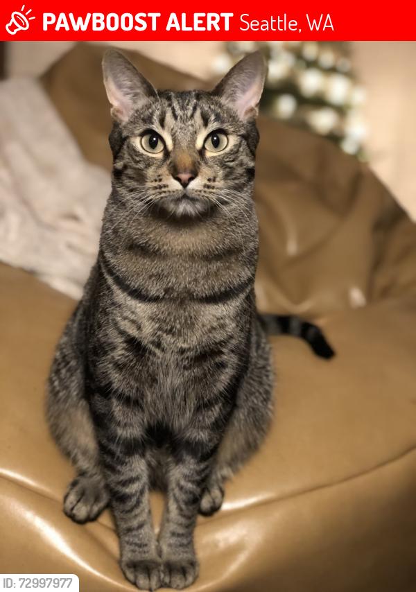Lost Male Cat last seen 8th & 100 by QFC, Seattle, WA 98177