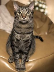 Lost Male Cat last seen 8th & 100 by QFC, Seattle, WA 98177