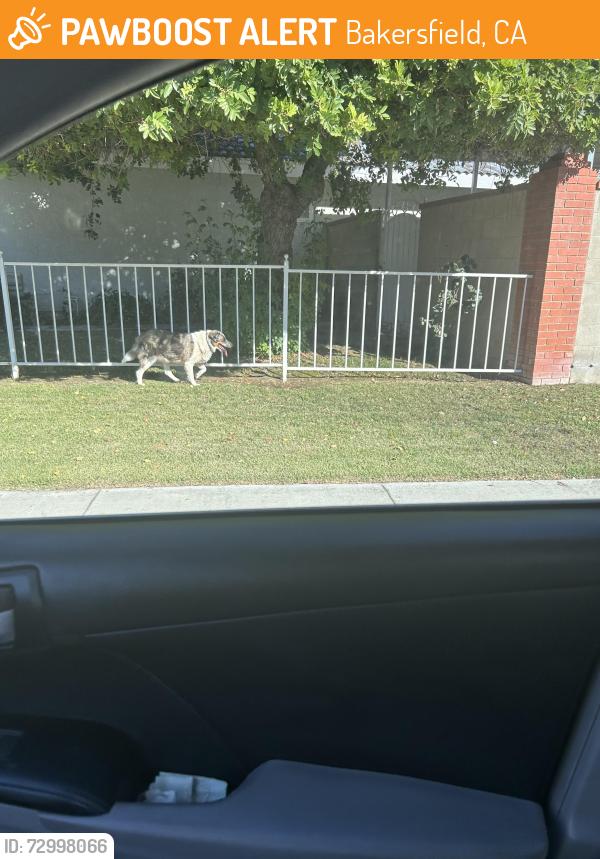 Found/Stray Female Dog last seen Harris st, Bakersfield, CA 93313