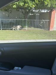 Found/Stray Female Dog last seen Harris st, Bakersfield, CA 93313