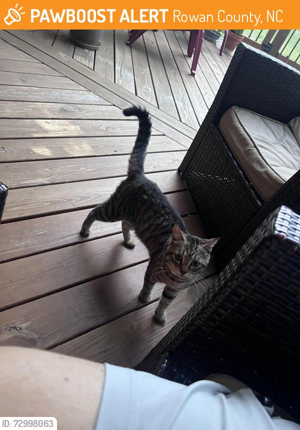 Found/Stray Male Cat last seen Castor Rd and Big Rock TD, Rowan County, NC 28146