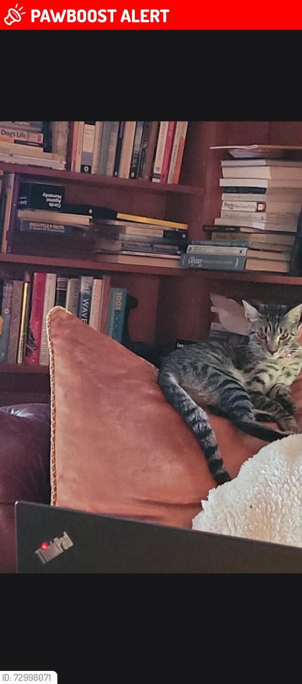 Lost Female Cat last seen 16th, Lake Worth Beach, FL 33460