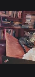 Lost Female Cat last seen 16th, Lake Worth Beach, FL 33460