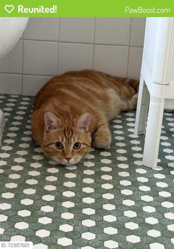 Reunited Unknown Cat last seen Alden Park apmts , Philadelphia, PA 19144