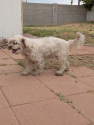 Reunited Female Dog last seen 35th Ave / W Glendale Ave by Five Below and Dollar Tree, Phoenix, AZ 85051