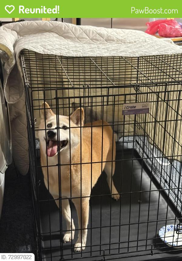 Reunited Male Dog last seen Brookhurst and Westminster, Garden Grove, CA 92843