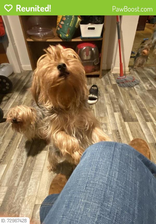 Reunited Male Dog last seen Hoosick and Rensselaer Sts, Troy, NY 12180