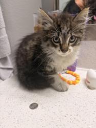 Found/Stray Unknown Cat last seen Steeplepark Dr, Houston, TX 77065