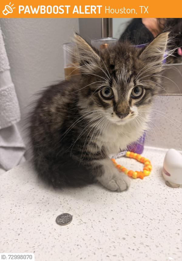Found/Stray Unknown Cat last seen Steeplepark Dr, Houston, TX 77065