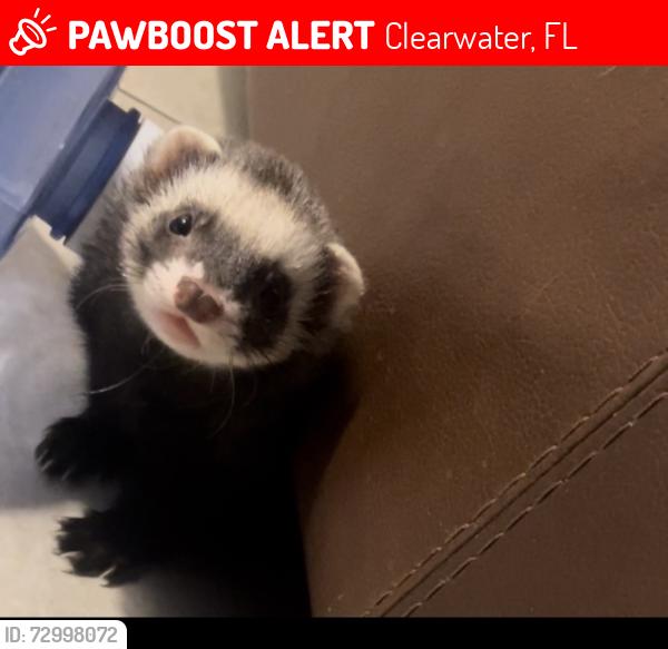 Lost Male Ferret last seen Lakeview Rd. and Betty Lane, Clearwater, FL 33756