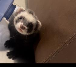 Lost Male Ferret last seen Lakeview Rd. and Betty Lane, Clearwater, FL 33756