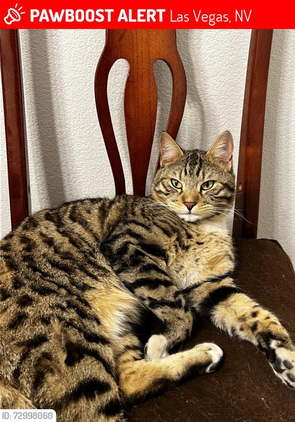 Lost Male Cat last seen Washington Ave., Las Vegas, NV 89128