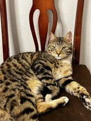 Lost Male Cat last seen Washington Ave., Las Vegas, NV 89128